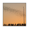 collage image title