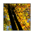 collage image title